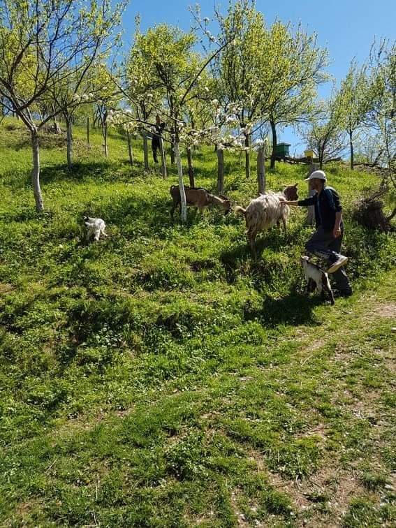 Meho Halilović[19989].jpg - MIZ Prozor: Za porodicu u potrebi kupljeno 5 koza i dva jarića